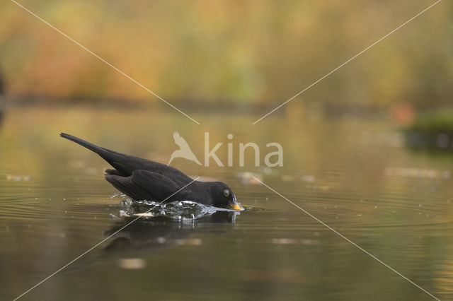 Merel (Turdus merula)