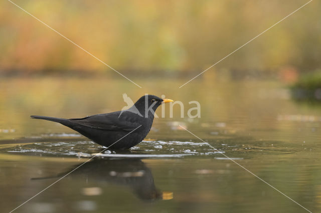 Merel (Turdus merula)