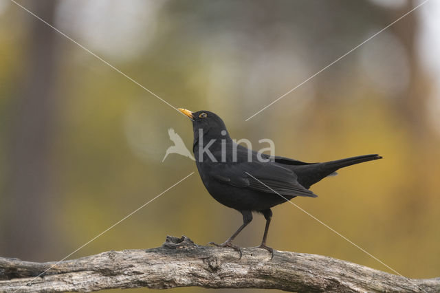 Eurasian Blackbird (Turdus merula)