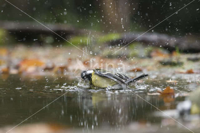 Great Tit (Parus major)