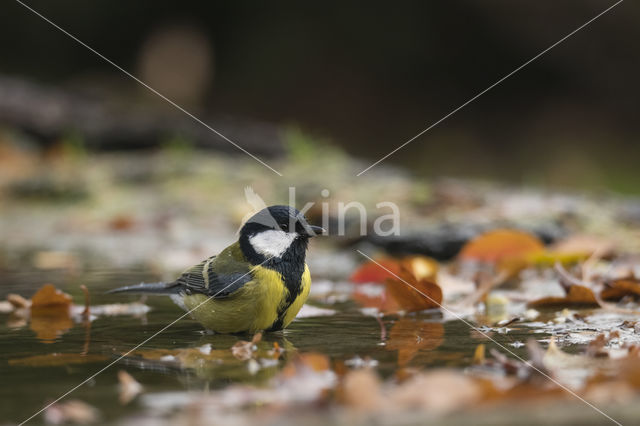 Great Tit (Parus major)