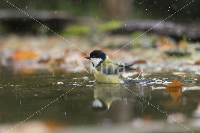 Great Tit (Parus major)