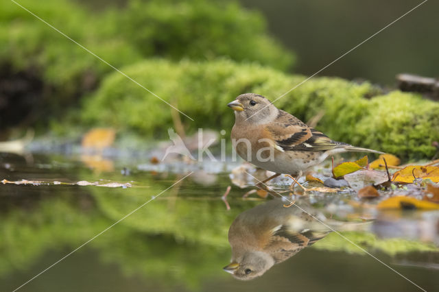 Brambling (Fringilla montifringilla)