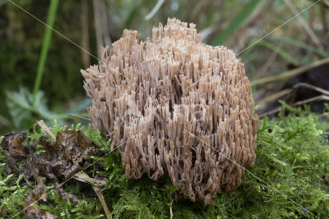 Crown-tipped coral fungus