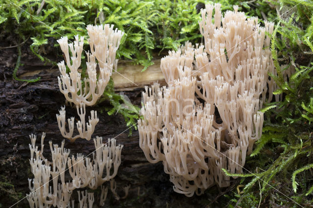 Crown-tipped coral fungus