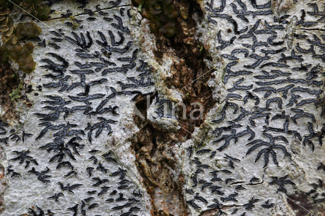 Common script lichen (Graphis scripta)