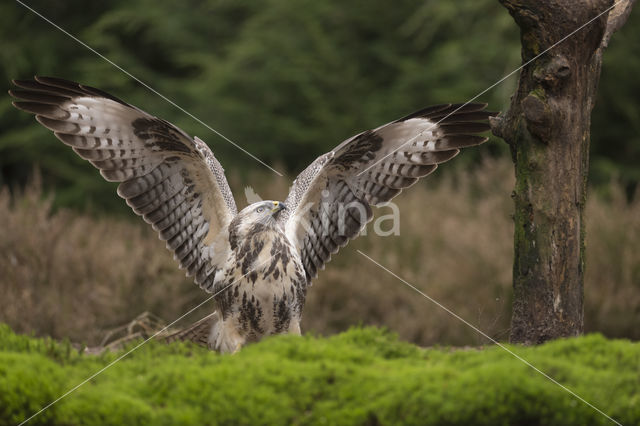 Common Buzzard (Buteo buteo)