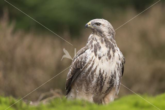 Buizerd (Buteo buteo)