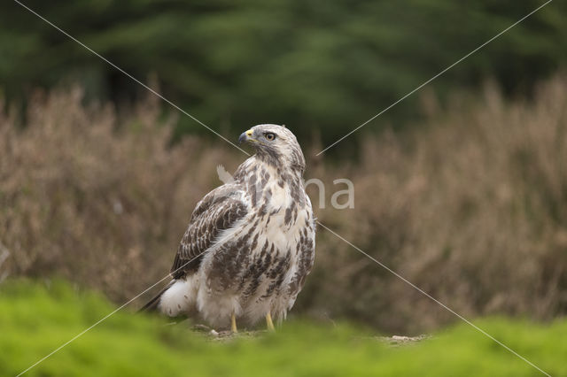 Buizerd (Buteo buteo)