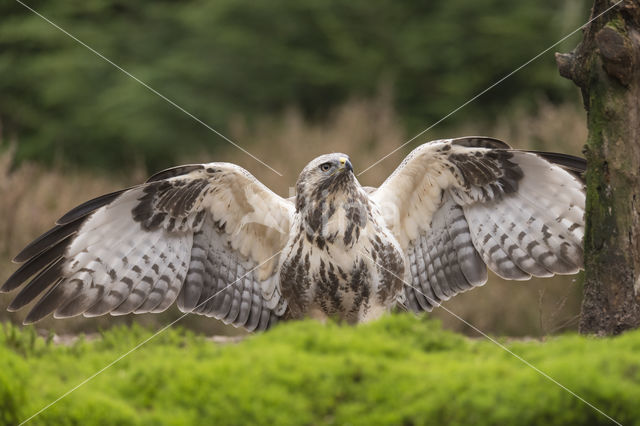 Common Buzzard (Buteo buteo)