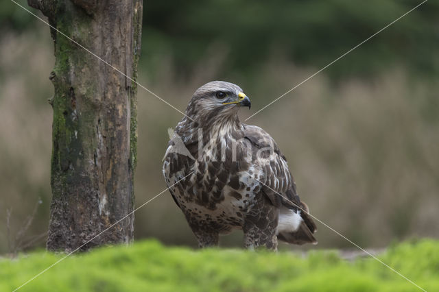 Common Buzzard (Buteo buteo)