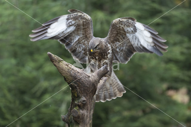 Common Buzzard (Buteo buteo)