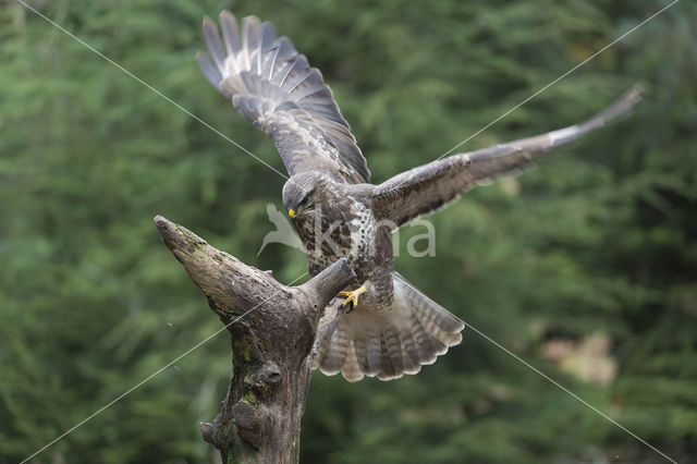 Buizerd (Buteo buteo)