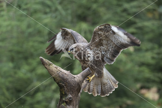 Common Buzzard (Buteo buteo)