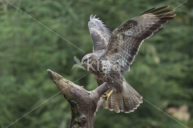 Common Buzzard (Buteo buteo)