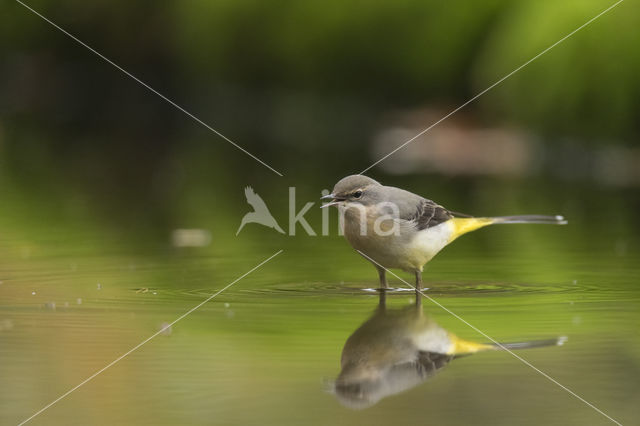 Grote Gele Kwikstaart (Motacilla cinerea)