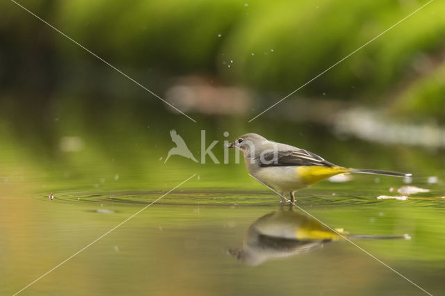 Grey Wagtail (Motacilla cinerea)