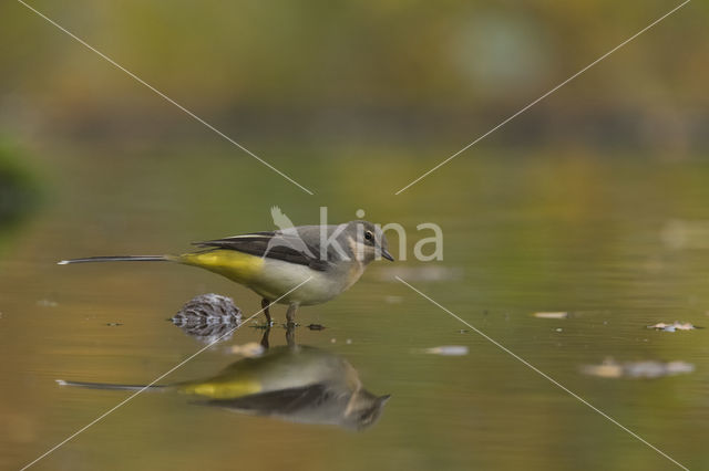 Grey Wagtail (Motacilla cinerea)