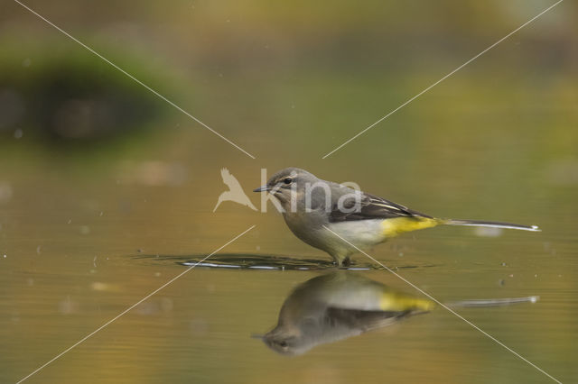 Grey Wagtail (Motacilla cinerea)