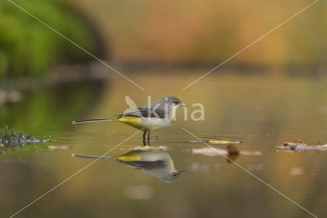 Grey Wagtail (Motacilla cinerea)