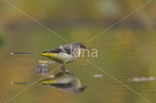 Grey Wagtail (Motacilla cinerea)