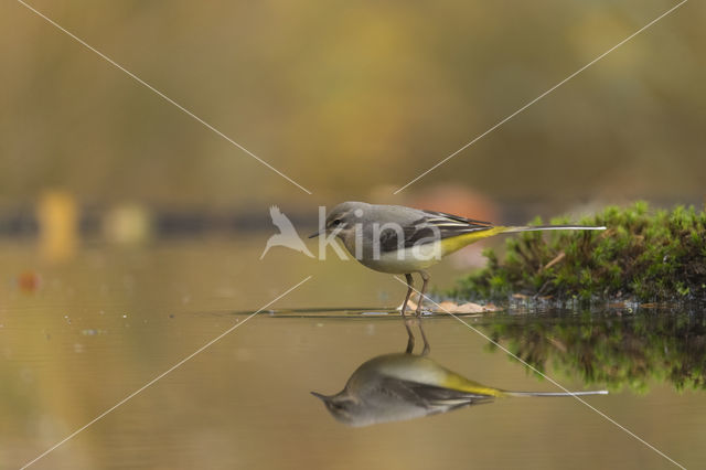 Grote Gele Kwikstaart (Motacilla cinerea)