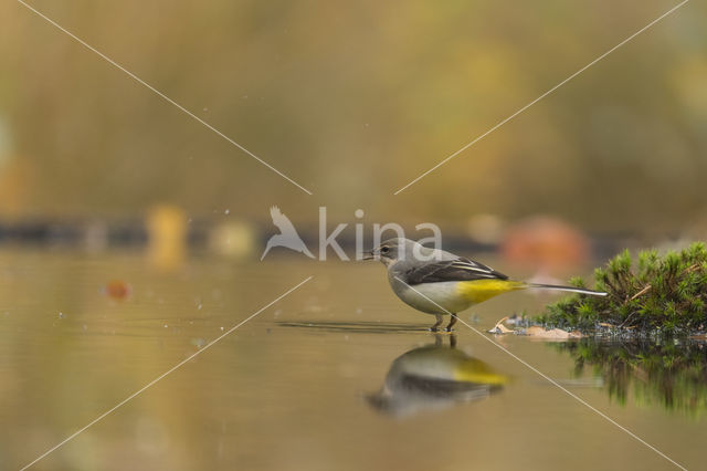 Grote Gele Kwikstaart (Motacilla cinerea)