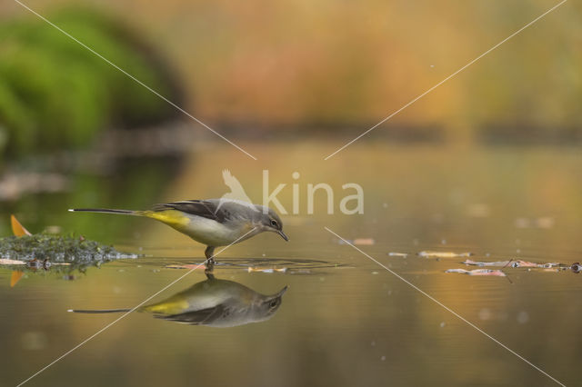 Grote Gele Kwikstaart (Motacilla cinerea)