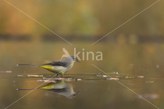 Grote Gele Kwikstaart (Motacilla cinerea)