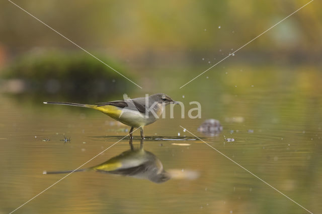 Grote Gele Kwikstaart (Motacilla cinerea)