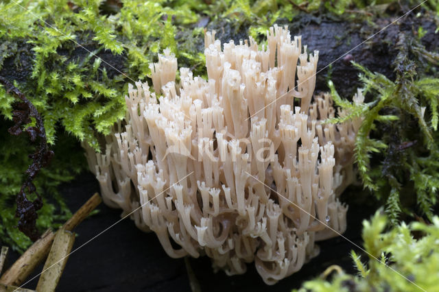Crown-tipped coral fungus