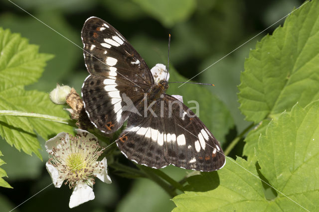 Kleine IJsvogelvlinder (Limenitis camilla)