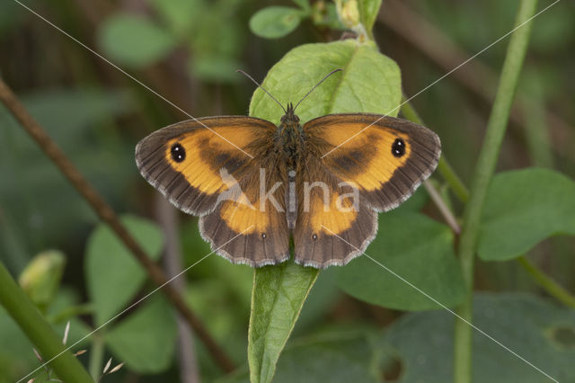 Oranje zandoogje (Pyronia tithonus)