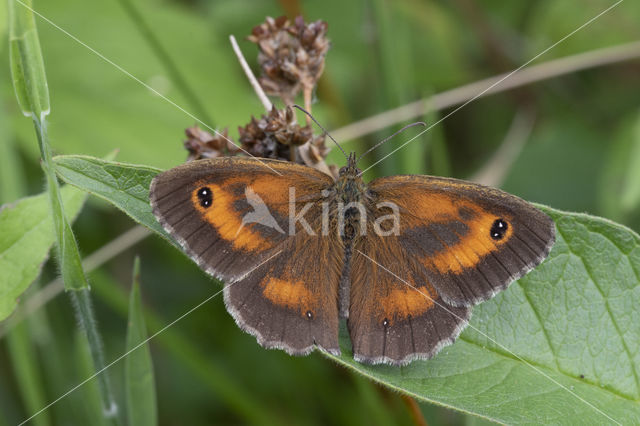 Oranje zandoogje (Pyronia tithonus)