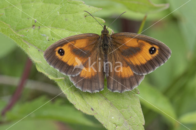 Oranje zandoogje (Pyronia tithonus)