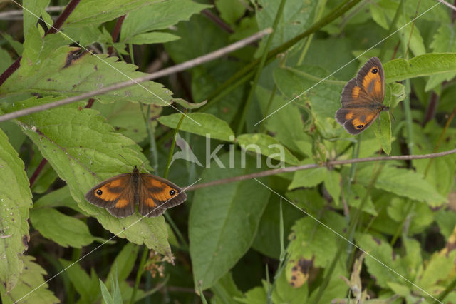 Oranje zandoogje (Pyronia tithonus)