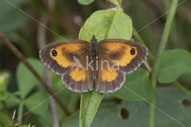 Oranje zandoogje (Pyronia tithonus)