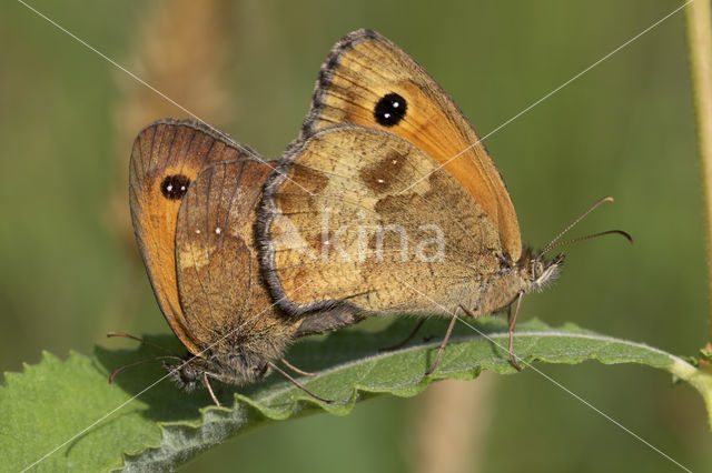 Oranje zandoogje (Pyronia tithonus)