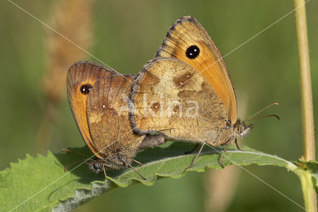 Oranje zandoogje (Pyronia tithonus)