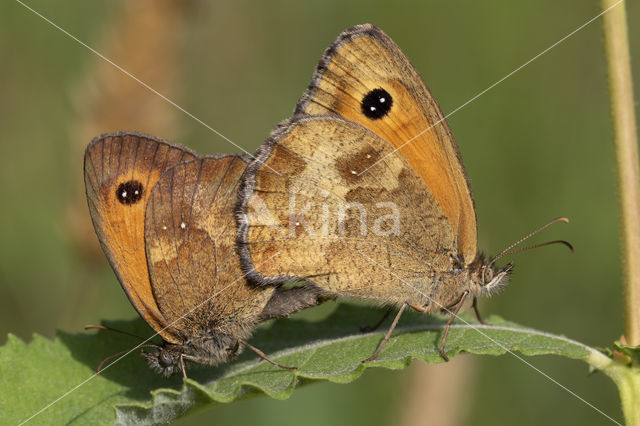 Oranje zandoogje (Pyronia tithonus)