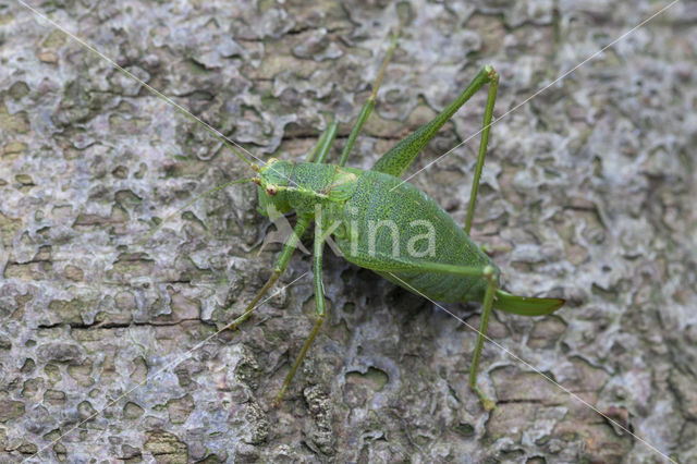 Zuidelijke boomsprinkhaan (Meconema meridionale)