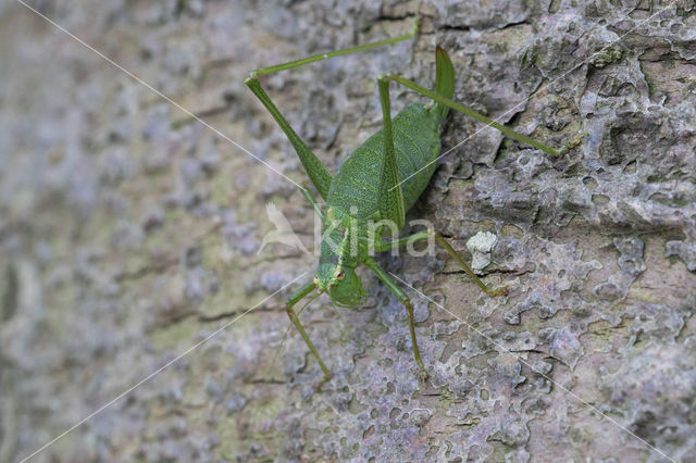 Southern Oak Bush Cricket (Meconema meridionale)