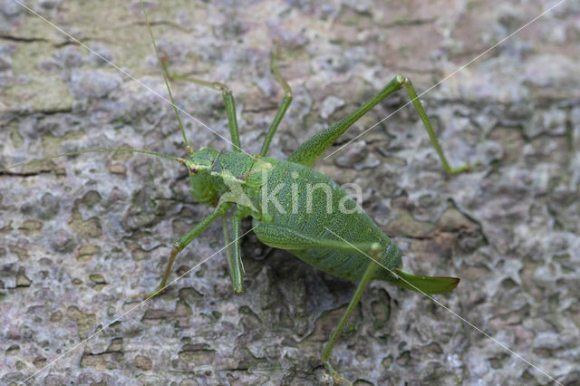 Zuidelijke boomsprinkhaan (Meconema meridionale)