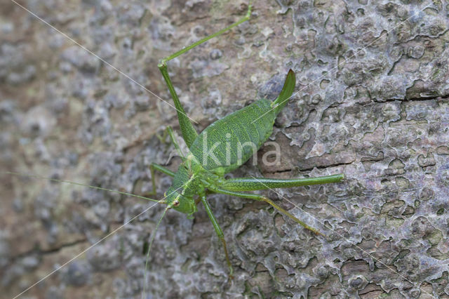 Southern Oak Bush Cricket (Meconema meridionale)