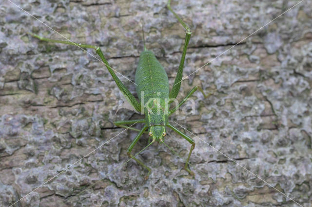 Southern Oak Bush Cricket (Meconema meridionale)