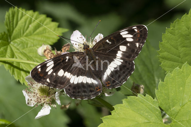 White Admiral (Limenitis camilla)