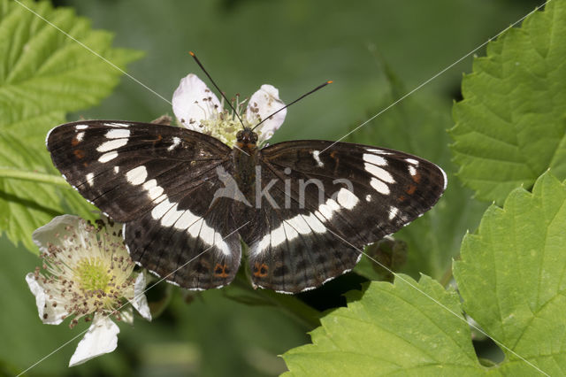 Kleine IJsvogelvlinder (Limenitis camilla)