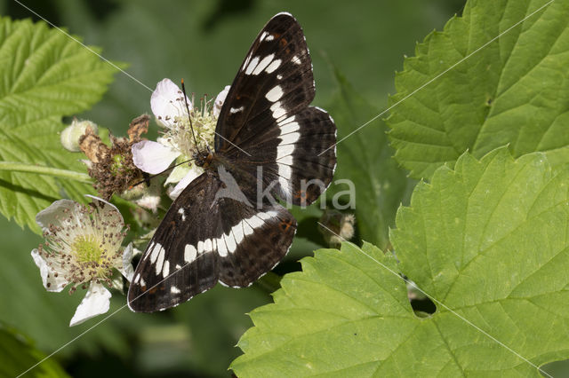 Kleine IJsvogelvlinder (Limenitis camilla)