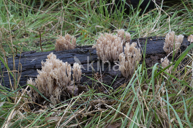 Crown-tipped coral fungus