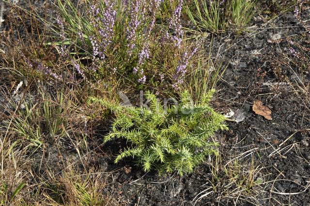 Jeneverbes (Juniperus communis)